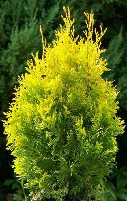 Туя западная Салланд (Thuja occidentalis Salland) р9 август 2026 г