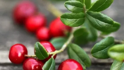 Брусника (лист)