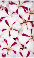 Петуния CELEBRITY BURGUNDY STAR (Драже)