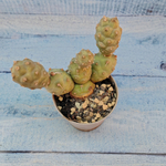 Tephrocactus Articulatus (Тефрокактус)