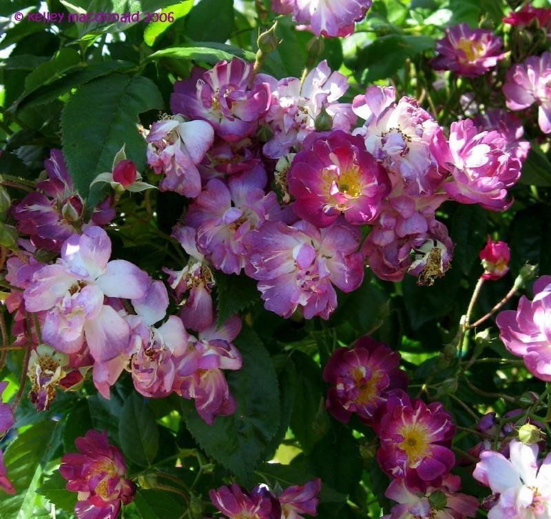 Роза плетистая Вейльхенблау "Veilchenblau"