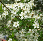 Вишня кустарниковая Умбракулифера С28 Ра200-210