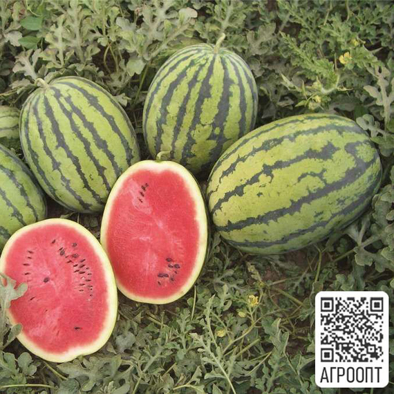 БЕДУИН F1 семена арбуза (Bejo | Alexagro) – фото 2