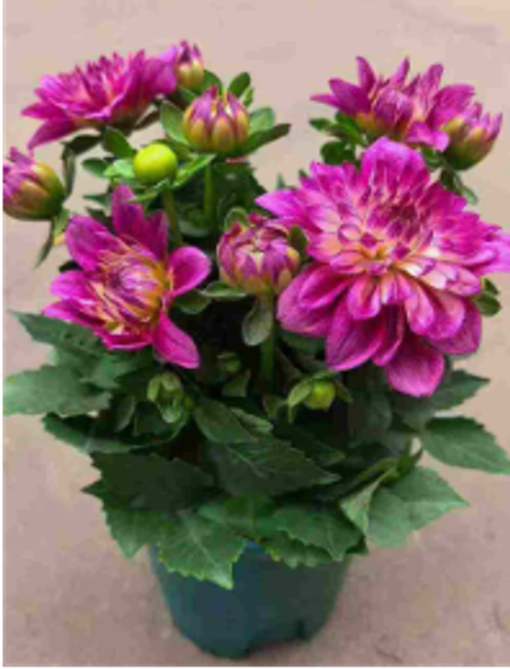 Георгин д. 18