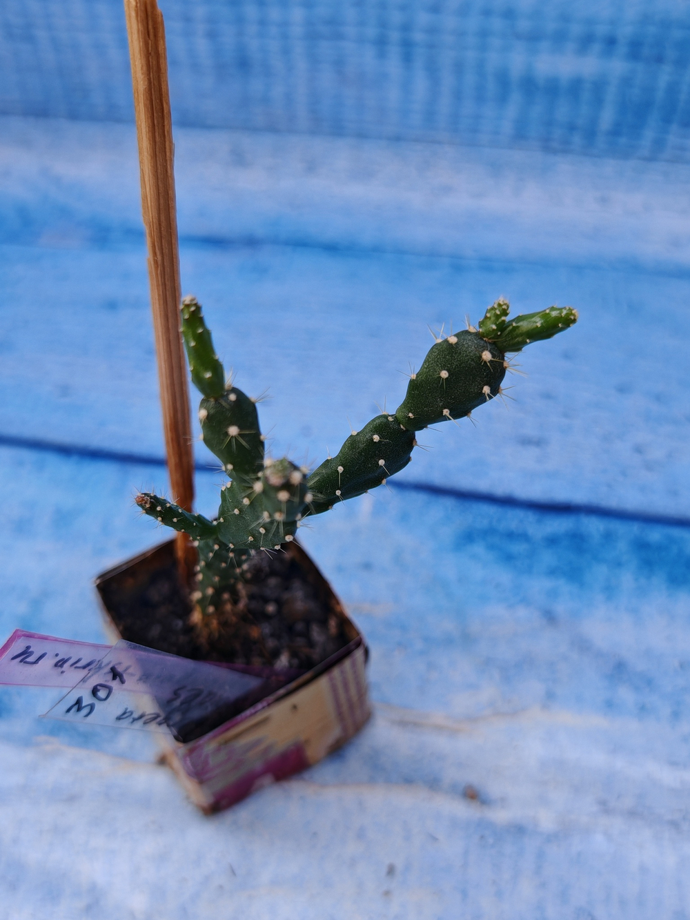 Schlumbergera opuntioides (Шлюмбергера)