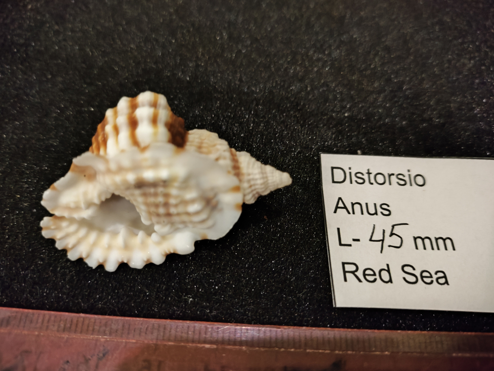 Дисторсио Анус