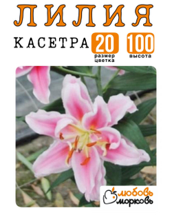 Лилия Луковица, Касетра, восточный гибрид, 1 шт