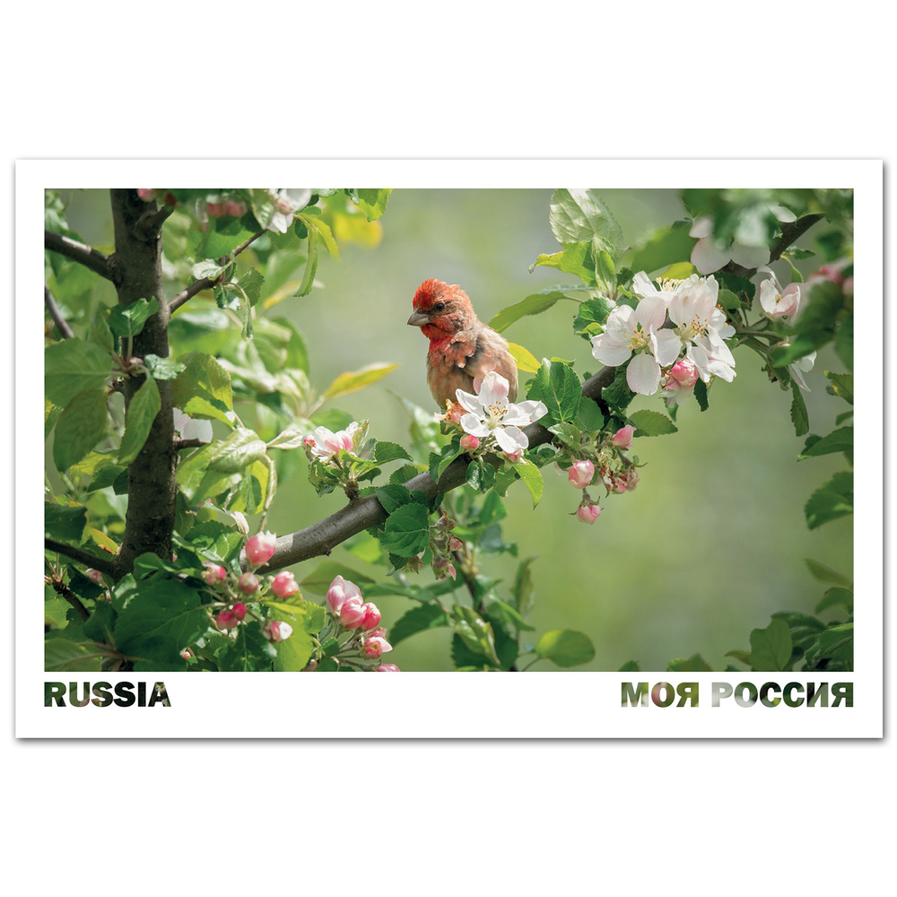 Чечевица (самец), Московская область