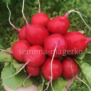 Редис Сарита F1  250 (грамм)