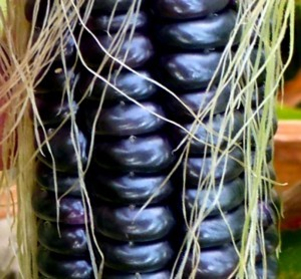 Чёрная Кукуруза Ацтеков, Black Aztec Corn