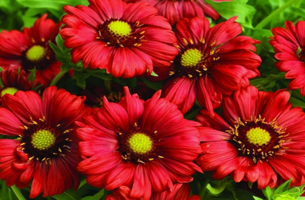 Гайлардия Бургундер рассада конец апреля 26