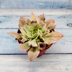 Echeveria Trumpet Pinky (Эхеверия)