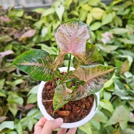 Сингониум PINK MOSAIC MARBLE