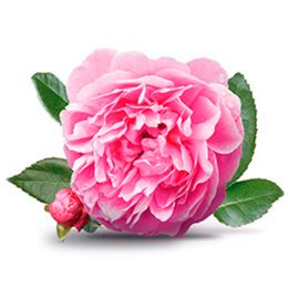 Таифская роза