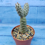 Tephrocactus Articulatus Diadematus (Тефрокактус)