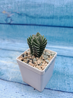 Crassula Buddha Temple (Крассула Храм Будды)