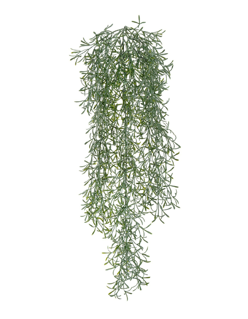 Аспарагус Шпренгера куст св. серый припылённый ампельный