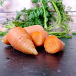 Гэрандская Древняя Крупная Полудлинная РАННЯЯ Морковь - Early Guerande Carrot