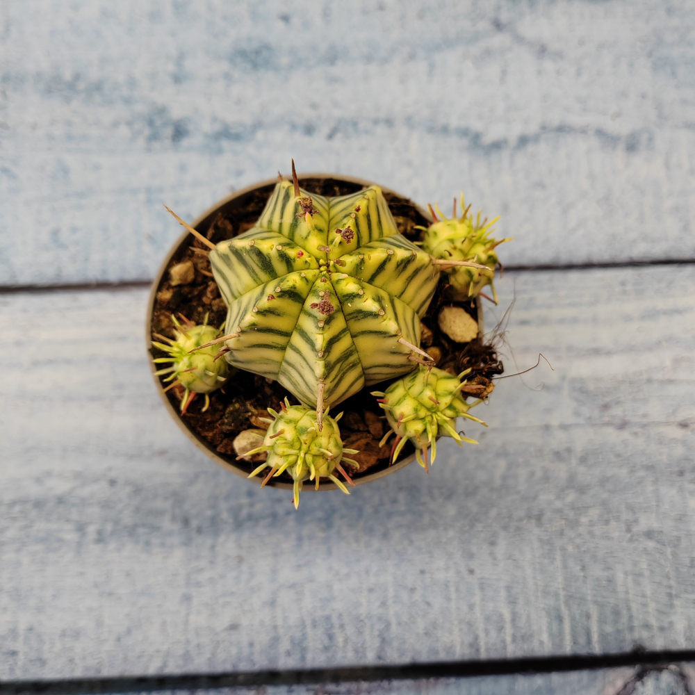 Euphorbia meloformis f. Variegated (Эуфорбия вариегатная)