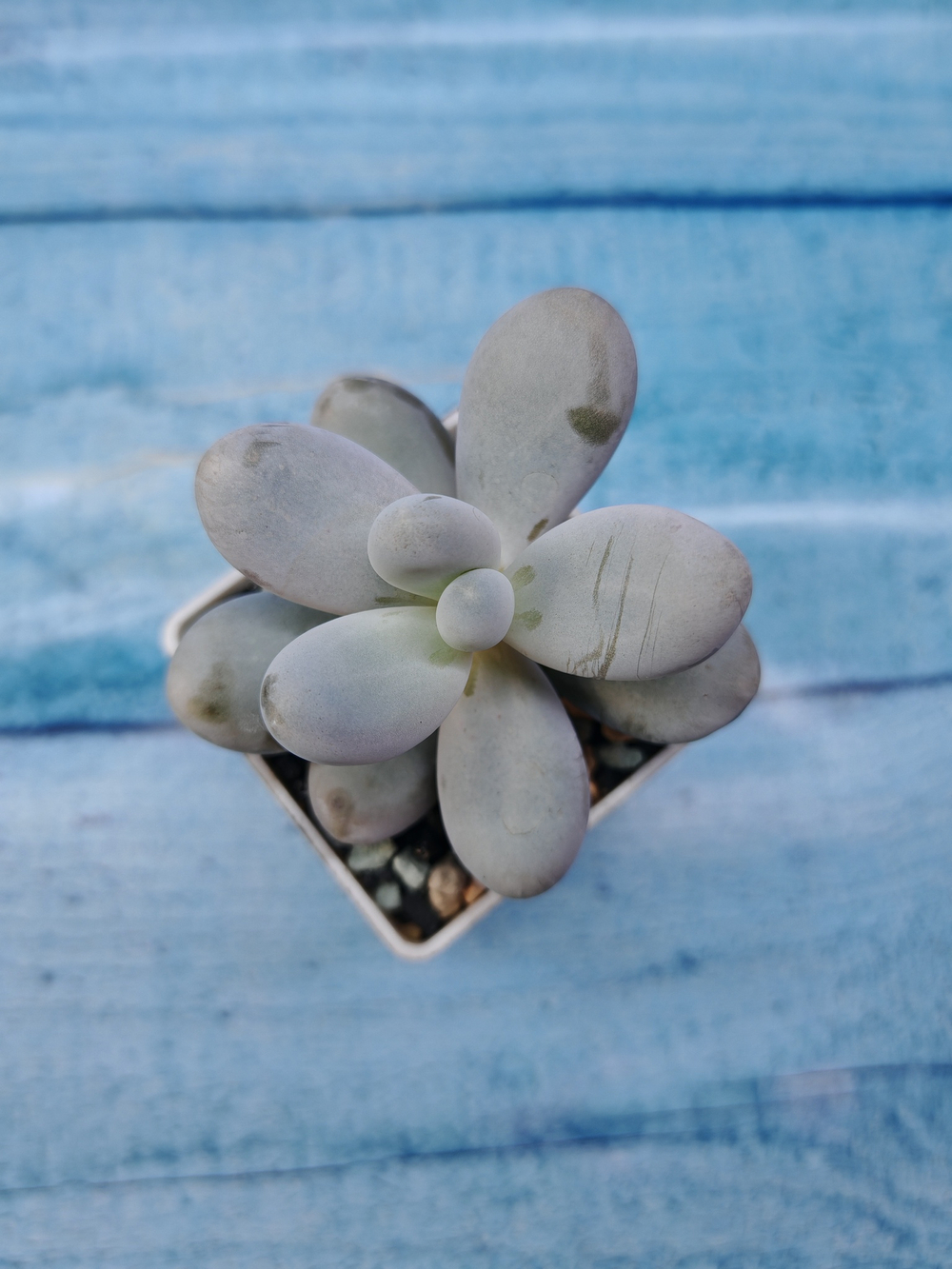 Pachyphytum Oviferum (Пахифитум)