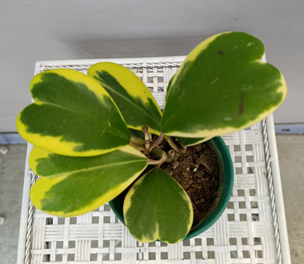 Хойя Керри вариегата