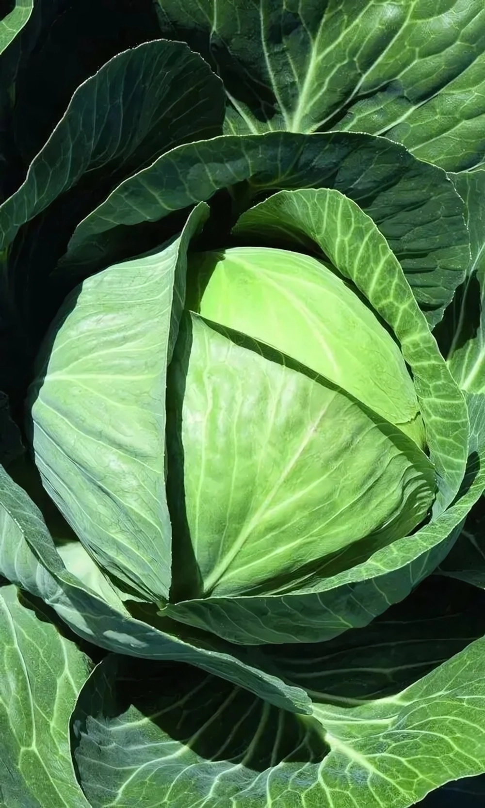 Семена Капуста белокочанная Московская поздняя 15 (УД) Е/П +50%БЕСПЛАТНО