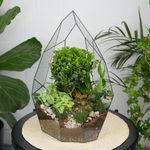 Готовый флорариум бонсай Мирсина Айсберг