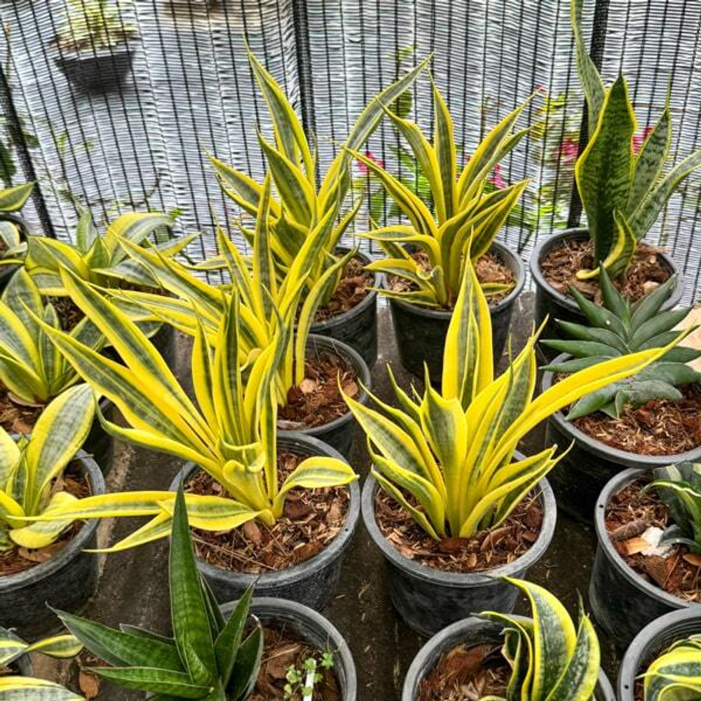 Сансевиерия YELLOW THRIVE