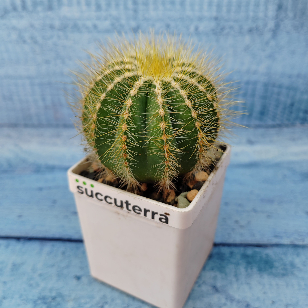 Notocactus Magnificus (Нотокактус)