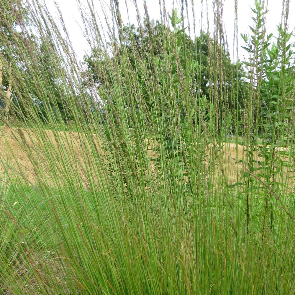 Молиния голубая "Heidebraut". Molinia caerulea "Heidebraut"