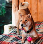 Ошейник Вайб 90-х, наличие