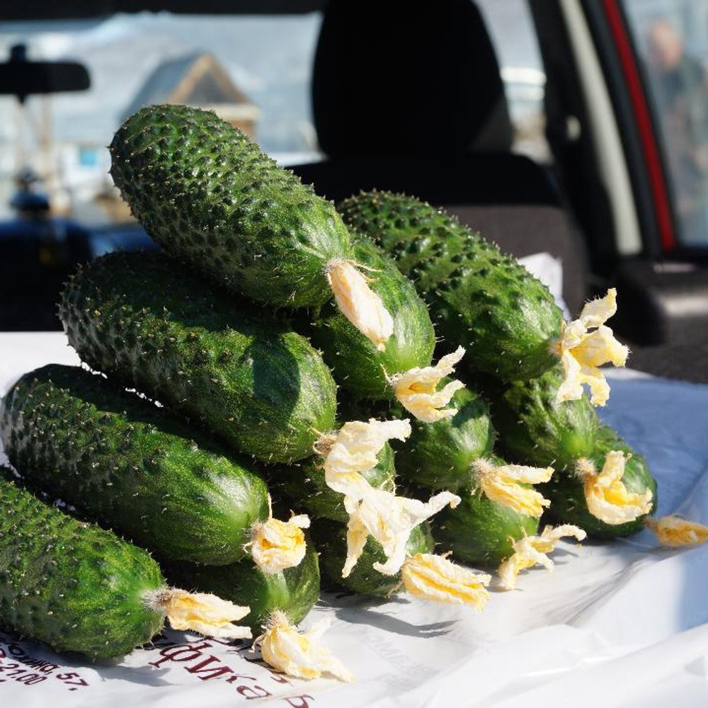 Огурец СВ 4097 ЦВ F1 (50шт) Витагрин Профи