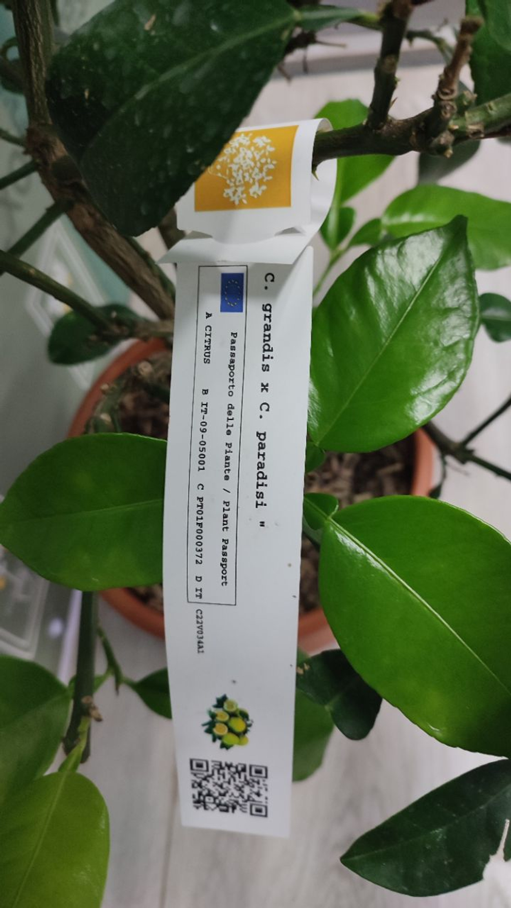 C. grandis × C. paradisi