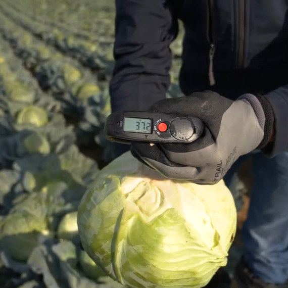 ТОРЕАДОР F1 семена капусты белокочанной Syngenta оисание – фото 3