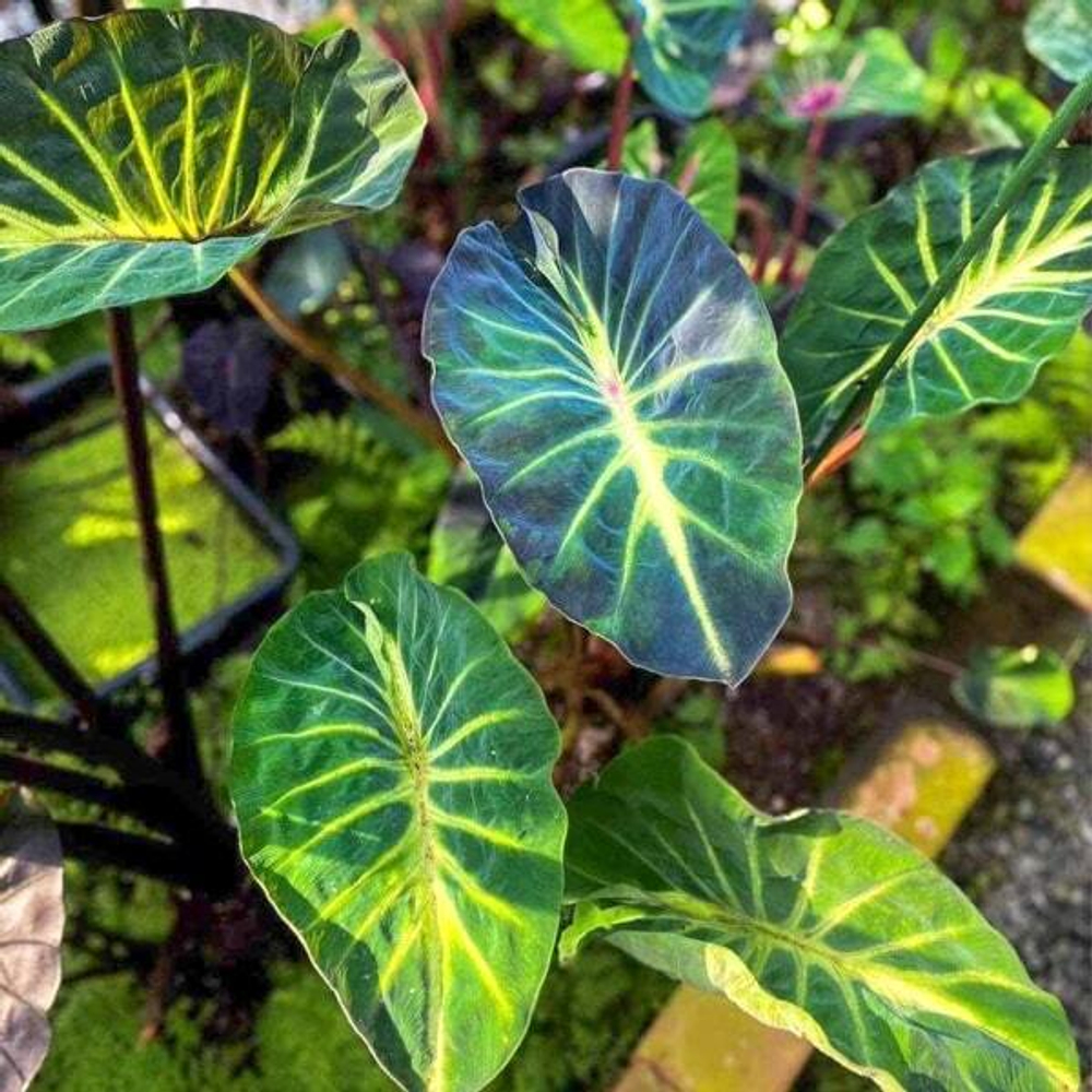 Колоказия FORTUNE STAR