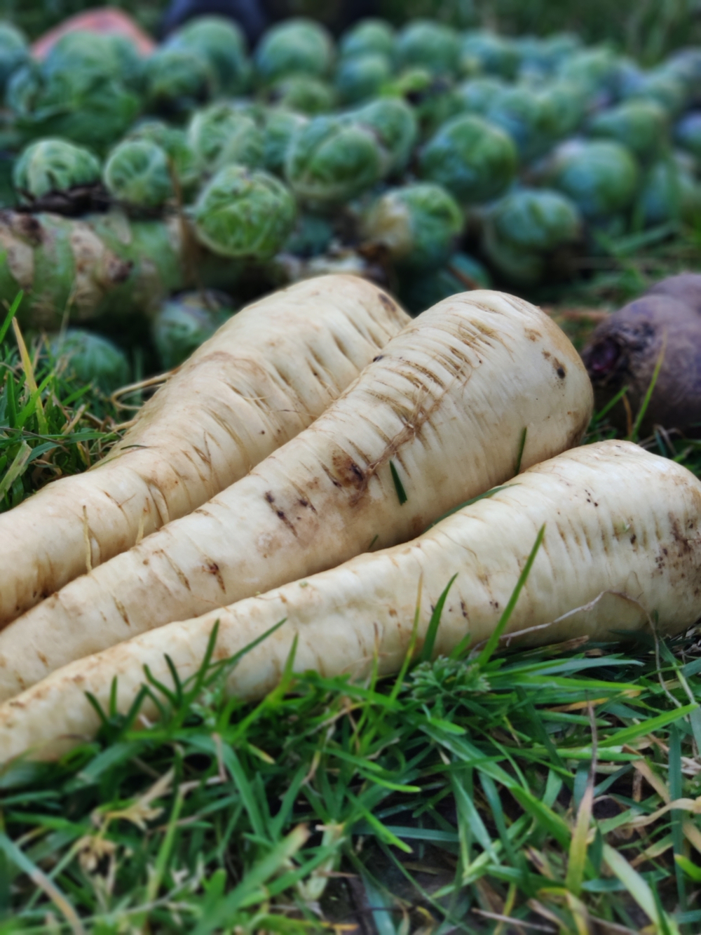 Корень пастернака резаный