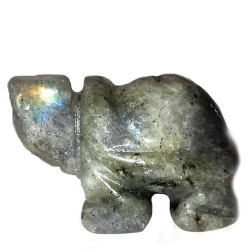 Черепаха лабрадор асс.