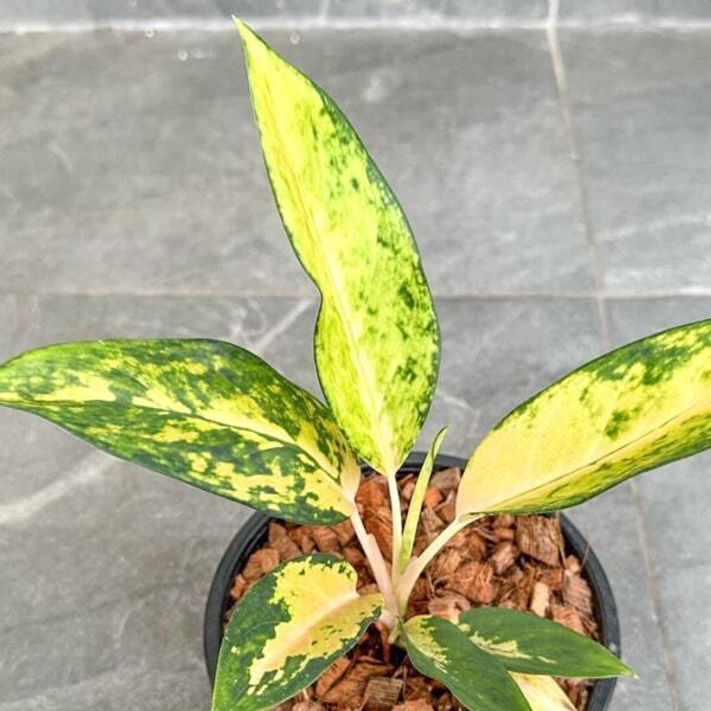 Аглаонема ICE CREAM