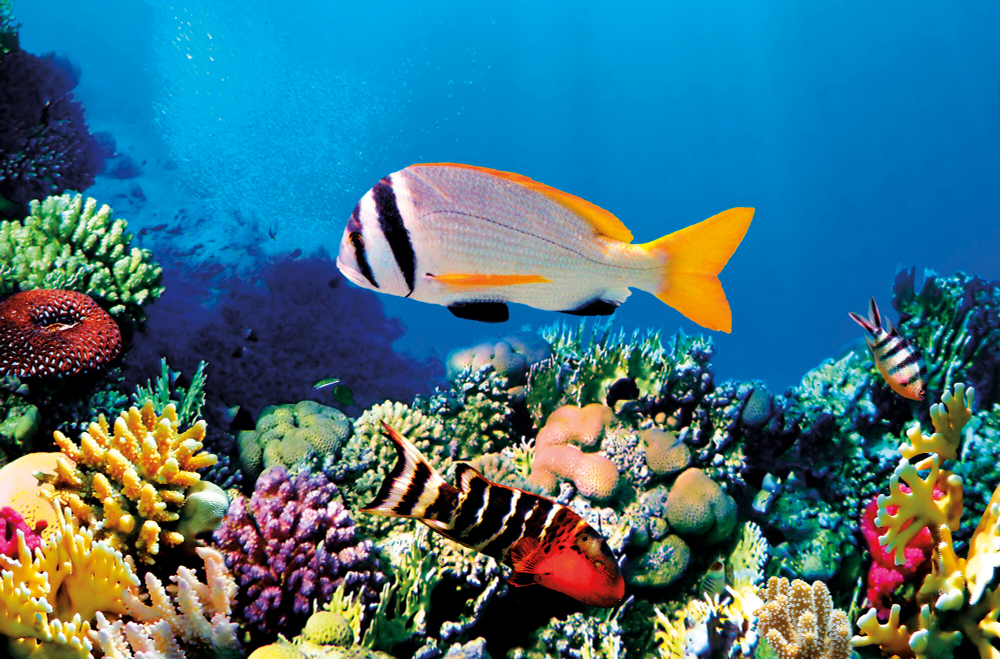 Коллекция Подводный мир