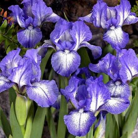 Ирис карликовый ПТИ ПОЛЬКА