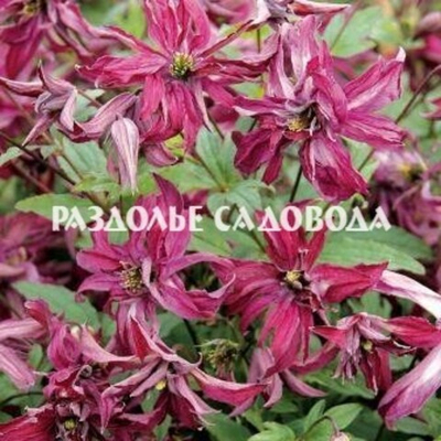 Клематис гибридный Розалин