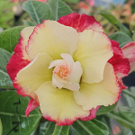 Адениум обесум 340 Lion