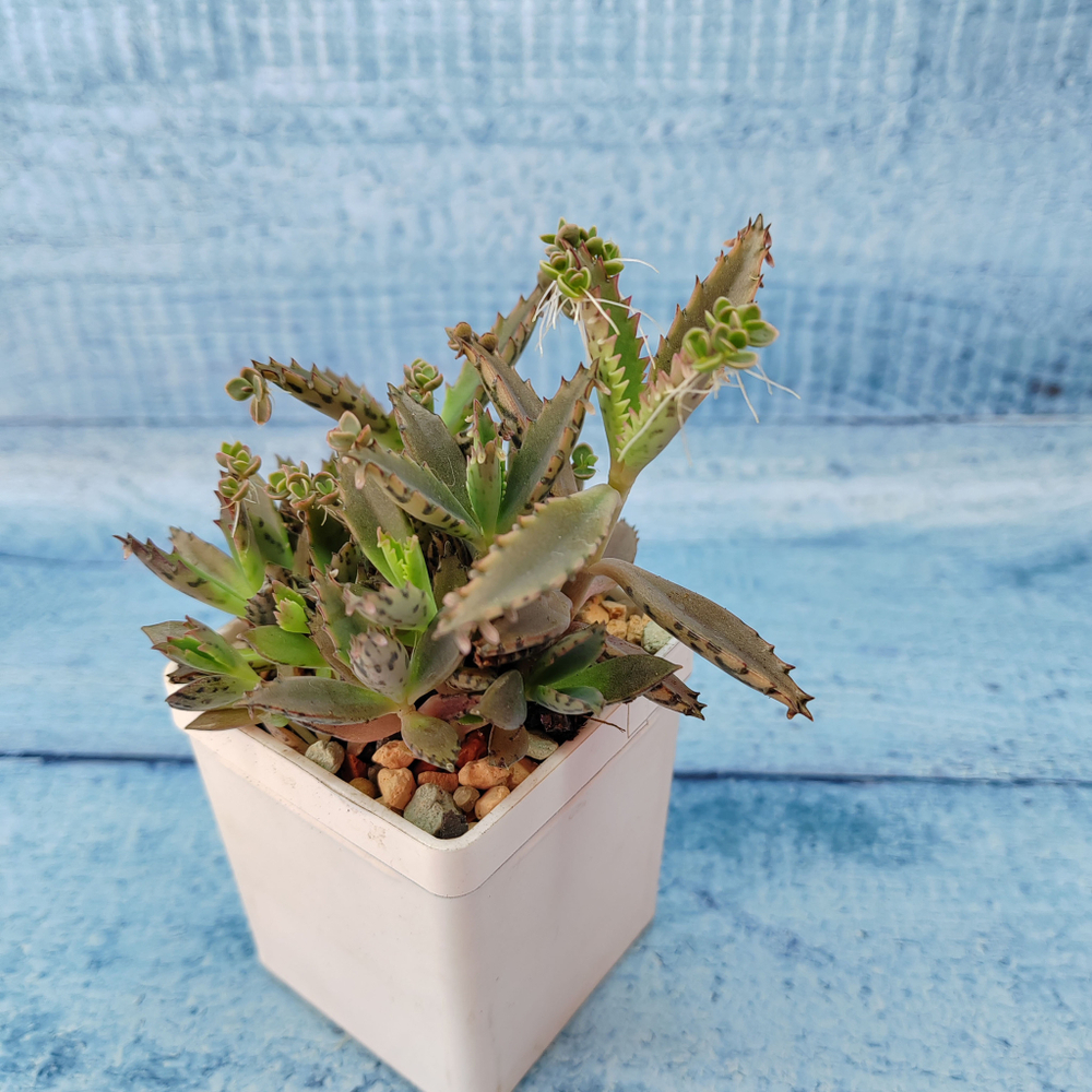 Kalanchoe Serrata (Каланхоэ)