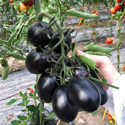 Томат Дип Пепл F1 3шт ВитаГрин ЭКСТРА