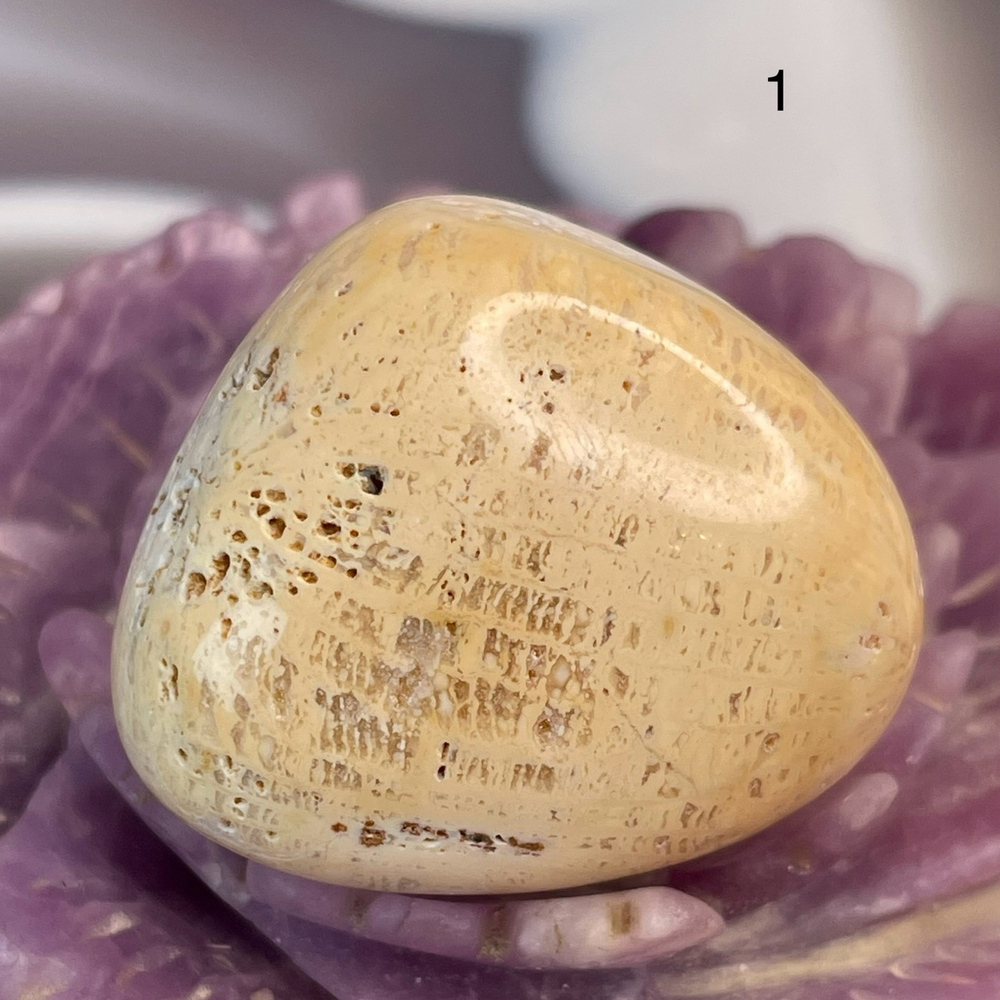 38430 Окаменелый коралл Галтовка 34-36мм