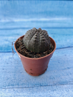Euphorbia Obesa (Эуфорбия)