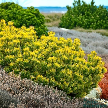 Сосна горная Карстен