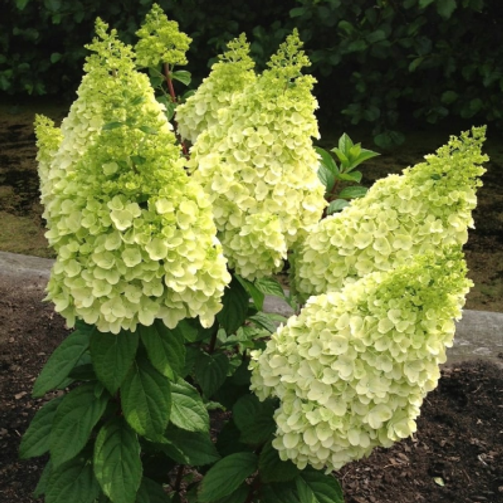 Magical Kilimanjaro «Magical Kilimanjaro» С5