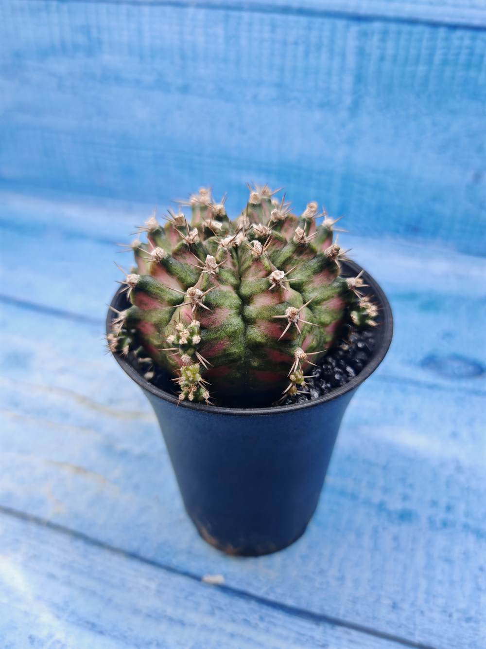 Gymnocalycium T-Rex Pink hybrid (Гимнокалициум T-rex)