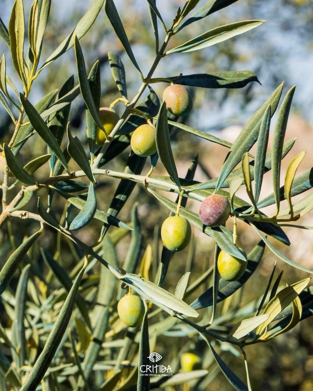 Оливковое масло Critida Morеsca Supеrrior Catеgory, 0,5 л, Греция
